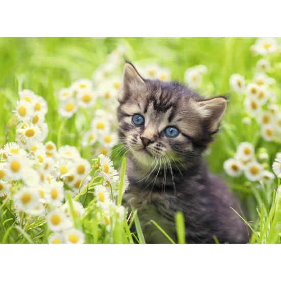 Ravensburger Puzzle Chaton dans le pré 500 pièces