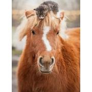 Puzzle Ravensburger Petit Chat Cavalier 500 Pièces