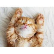 Puzzle Ravensburger Chaton Rêveur 500 Pièces