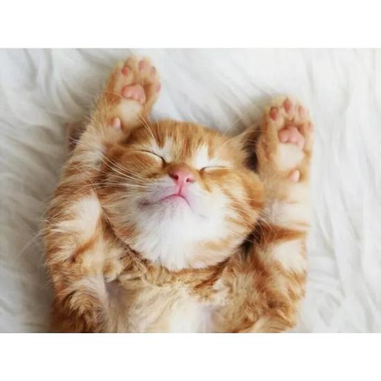 Puzzle Ravensburger Chaton Rêveur 500 Pièces