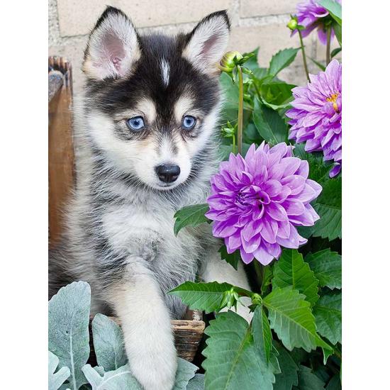 Ravensburger Puzzle Mignon Husky 500 pièces XXL