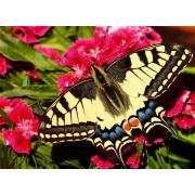 Puzzle Ravensburger Papillon 500 Pièces