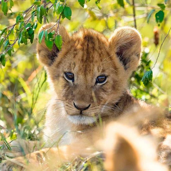 Puzzle Ravensburger Panda, Tigre et Lion 3x49 pièces