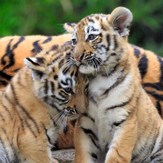 Puzzle Ravensburger Panda, Tigre et Lion 3x49 pièces