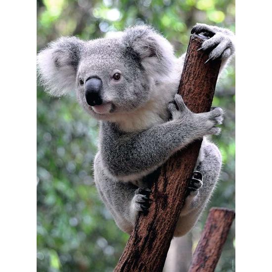 Ravensburger Panda et Koala Puzzle 2x500 pièces