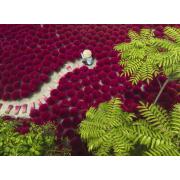 Puzzle Ravensburger Une Mer Rouge 500 Pièces