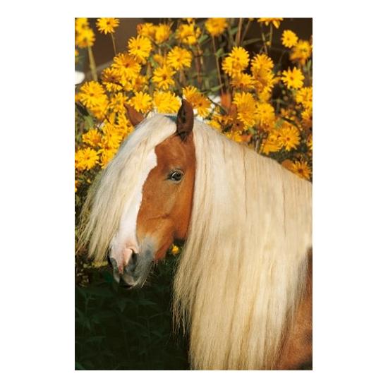 Schmidt Amadeus Puzzle 500 pièces