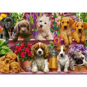 Chiots sur l'étagère Schmidt Puzzle 500 pièces