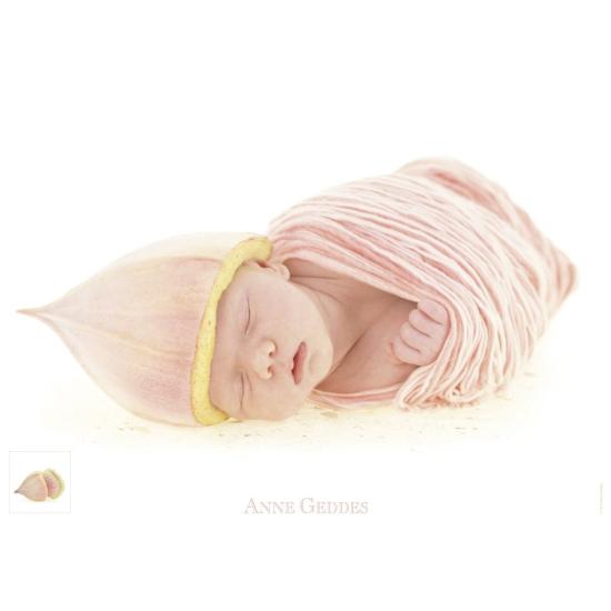 Schmidt Eucalyptus Puzzle 1000 pièces