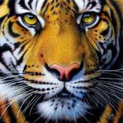 SunsOut Golden Tiger Face Puzzle 1000 pièces