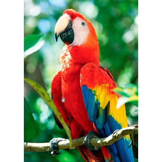 Puzzle Trefl Ara Macao, Honduras 1000 pièces