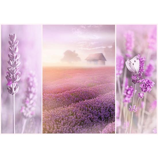 Puzzle Trefl Champs de lavande 1000 pièces