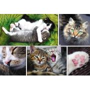 Trefl Puzzle Cat Things 1500 pièces