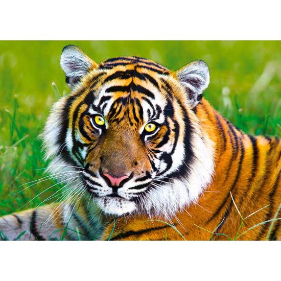 Puzzle Trefl Le tigre de 500 pièces