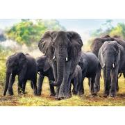 Puzzle Trefl Éléphants d'Afrique 1000 pièces