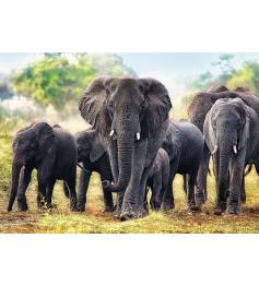 Puzzle Trefl Éléphants d'Afrique 1000 pièces