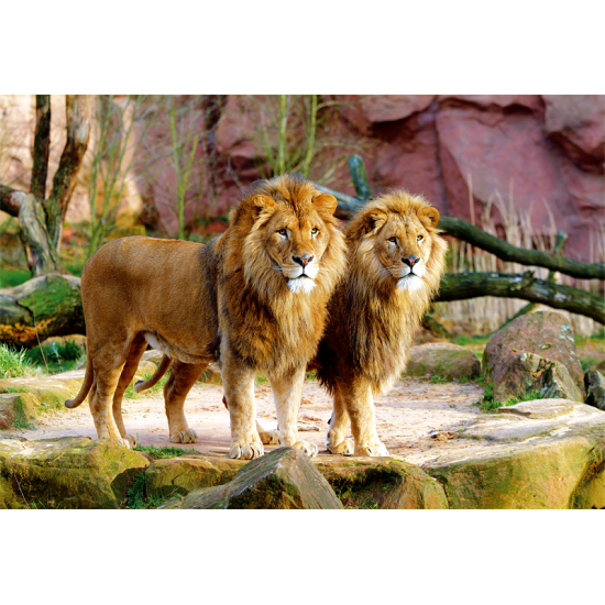 Puzzle Trefl Lions 1500 pièces