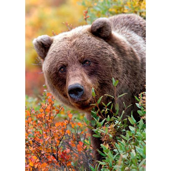 Trefl Brown Bear, Alaska États-Unis Puzzle 1000 pièces