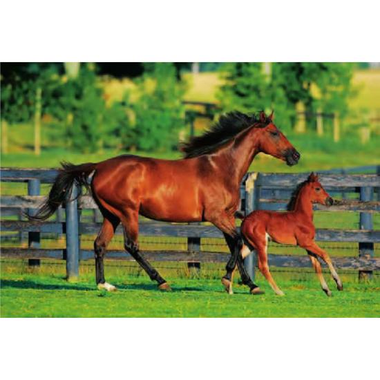 Puzzle Trefl Premiers pas 500 pièces