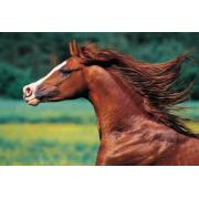 Trefl Thoroughbred Puzzle 500 pièces