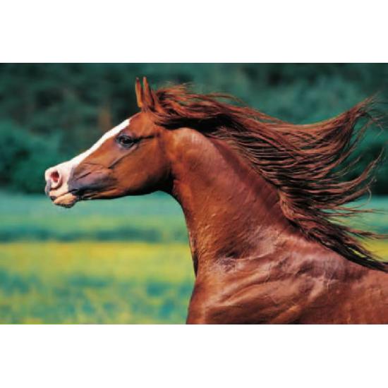 Trefl Thoroughbred Puzzle 500 pièces