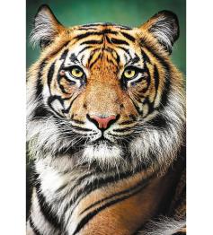 Puzzle Trefl Portrait d'un Tigre 1500 pièces