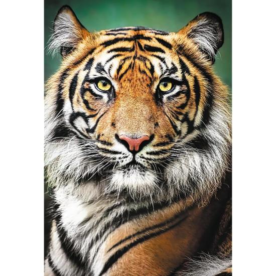 Puzzle Trefl Portrait d'un Tigre 1500 pièces