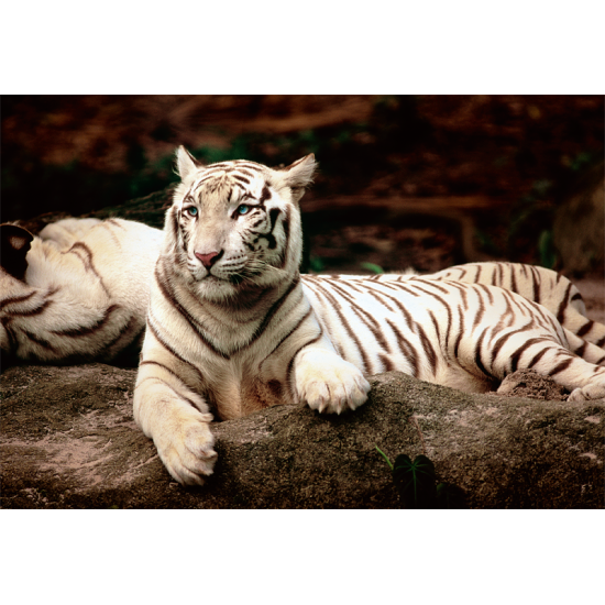 Puzzle Trefl Tigres du Bengale Blanc 1500 pièces